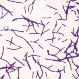 Bacillus Form Microscope slides